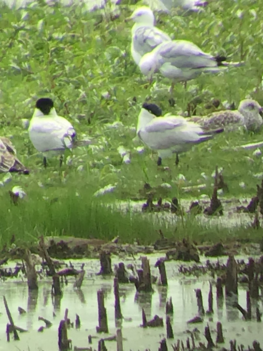 Caspian Tern - ML252476841