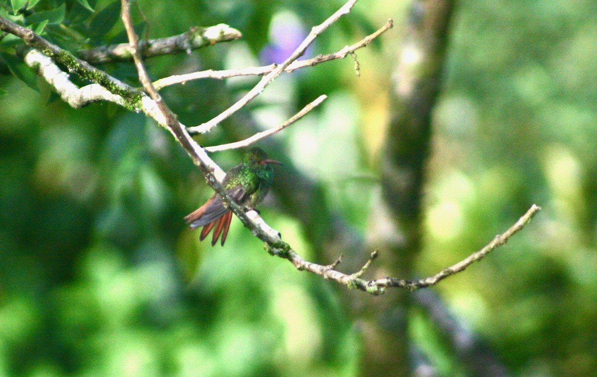 Rufous-tailed Hummingbird - Stuart Malcolm