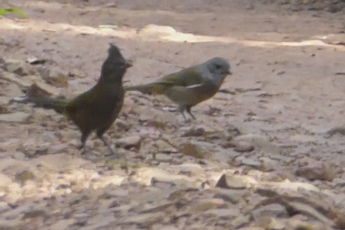 Eastern Whipbird - ML25248131