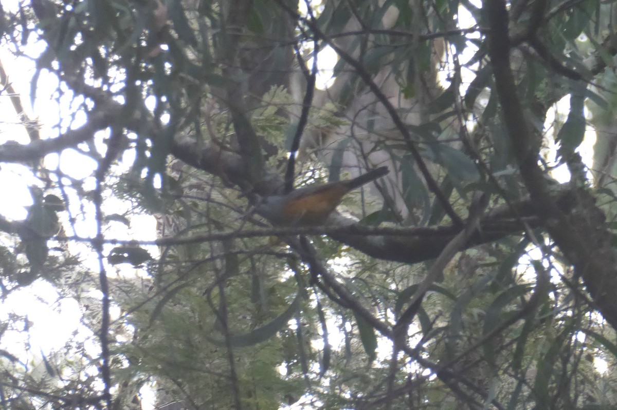 Black-faced Monarch - ML25248141