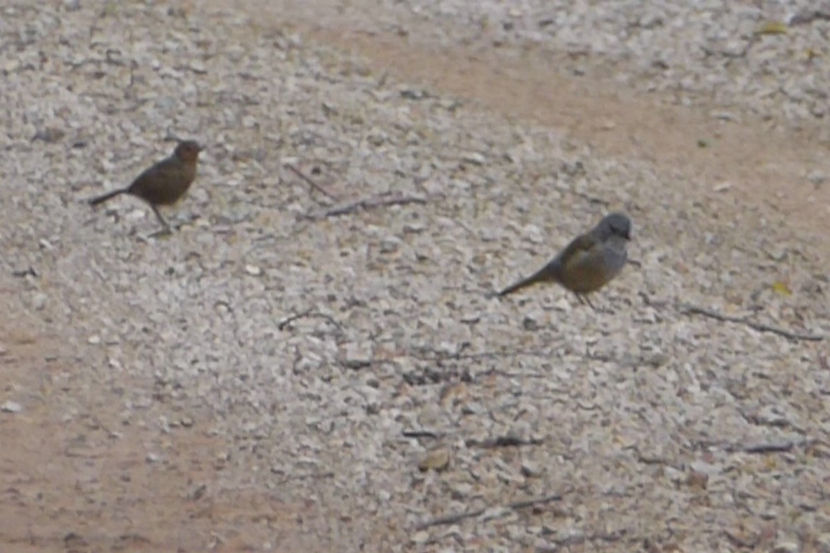 Pilotbird - ML25248201