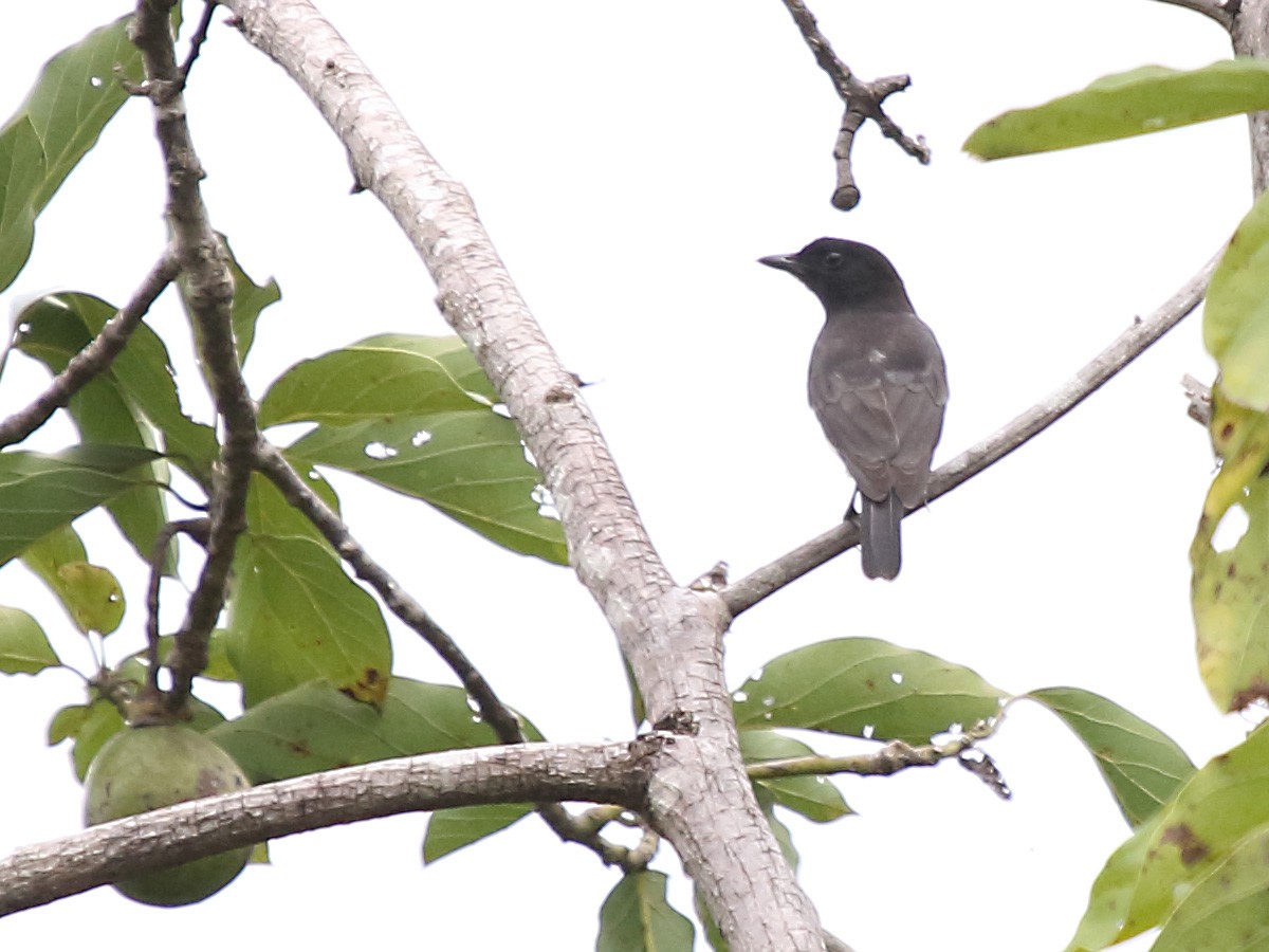 Black-headed Whistler - Myles McNally