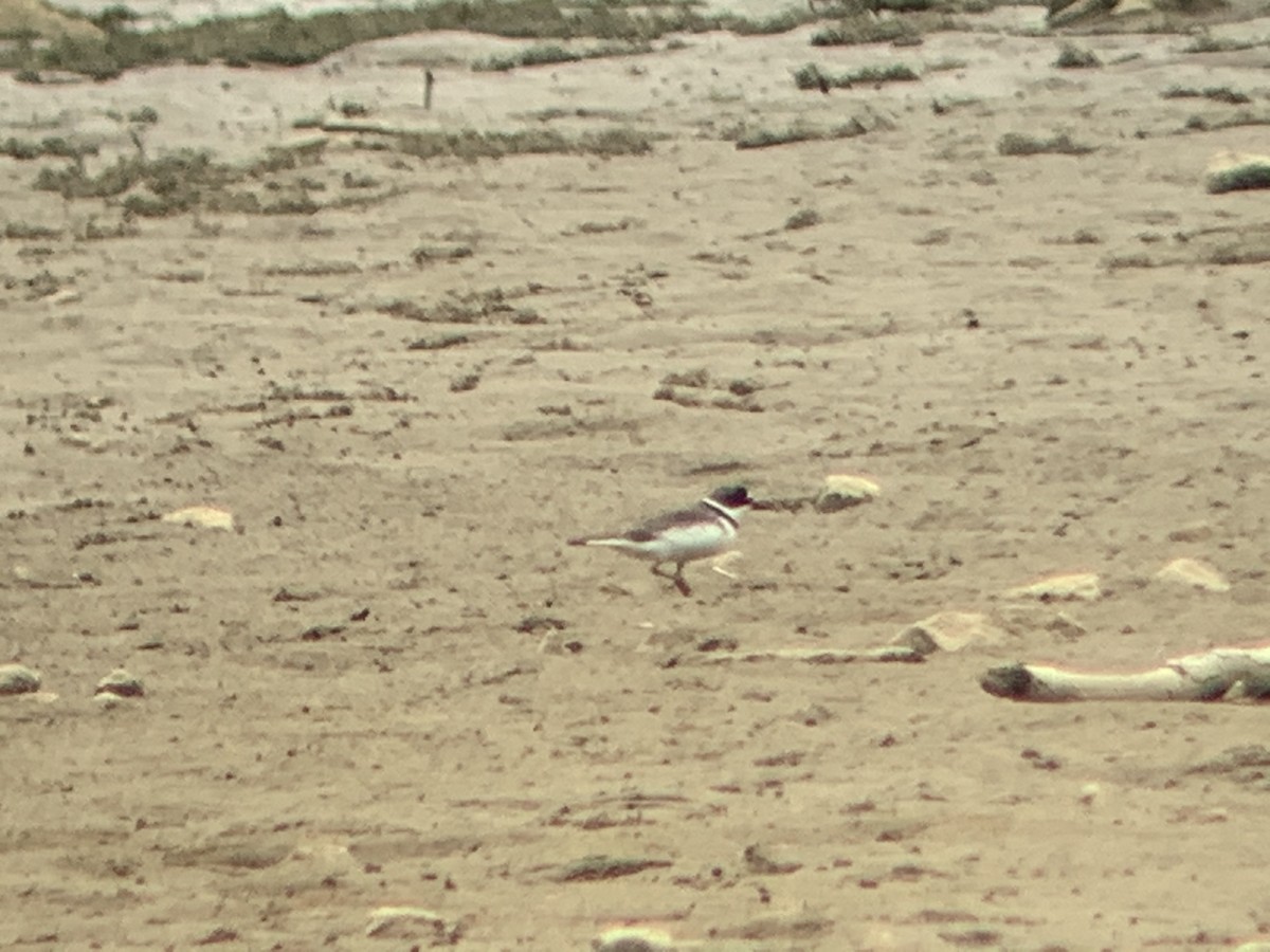 Semipalmated Plover - ML252482861