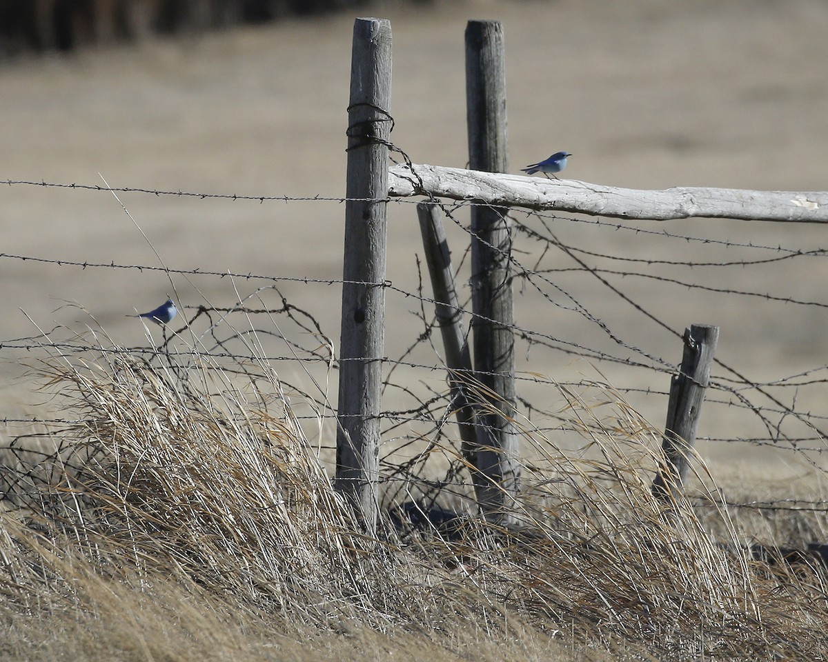 Mountain Bluebird - ML25248291