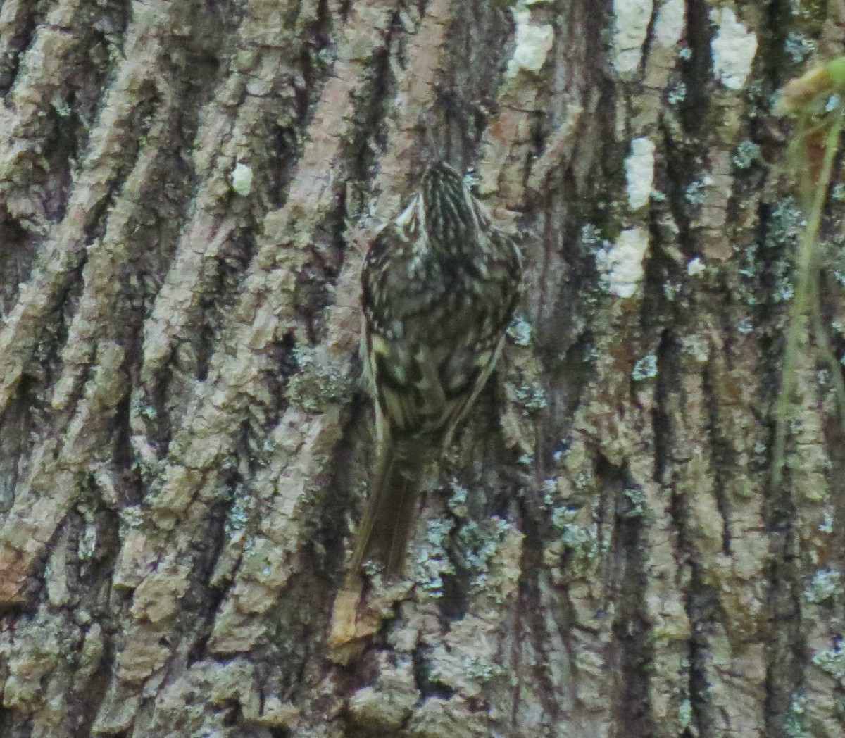 Brown Creeper - ML25248401