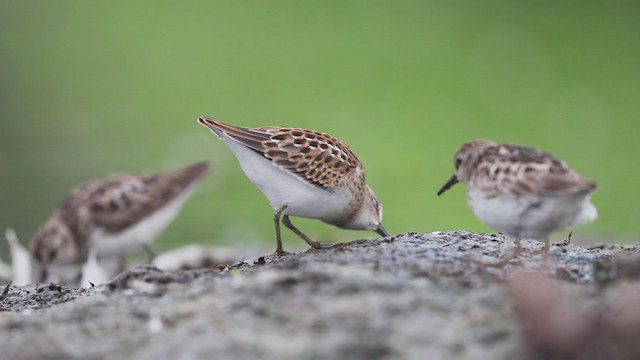 Least Sandpiper - ML252484261