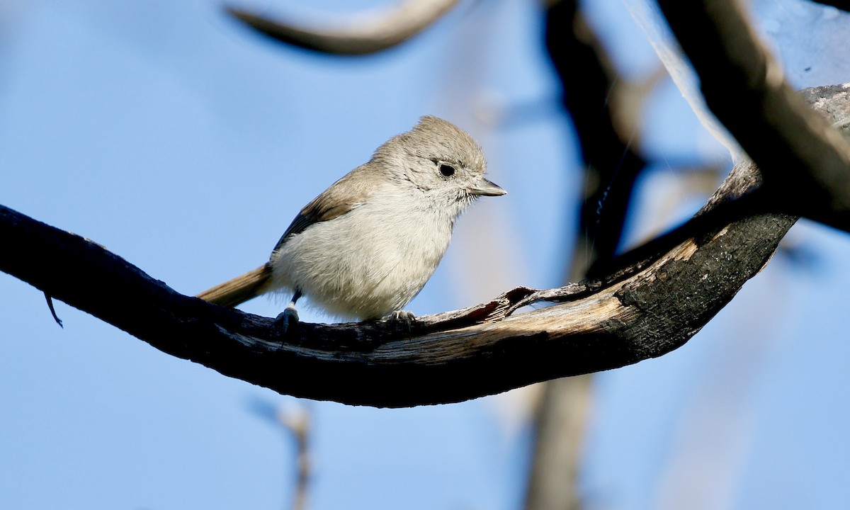 Oak Titmouse - ML252486071