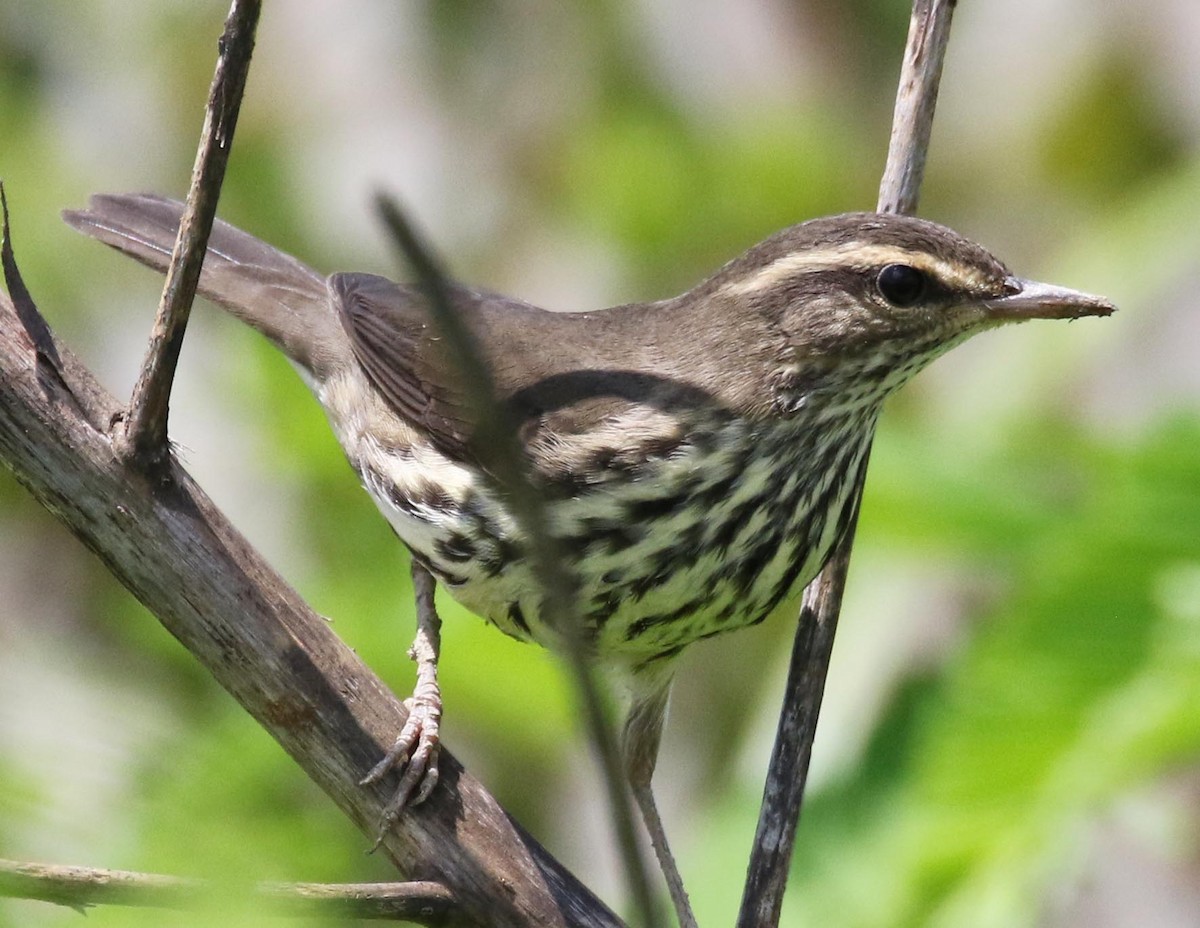 Northern Waterthrush - ML252488561