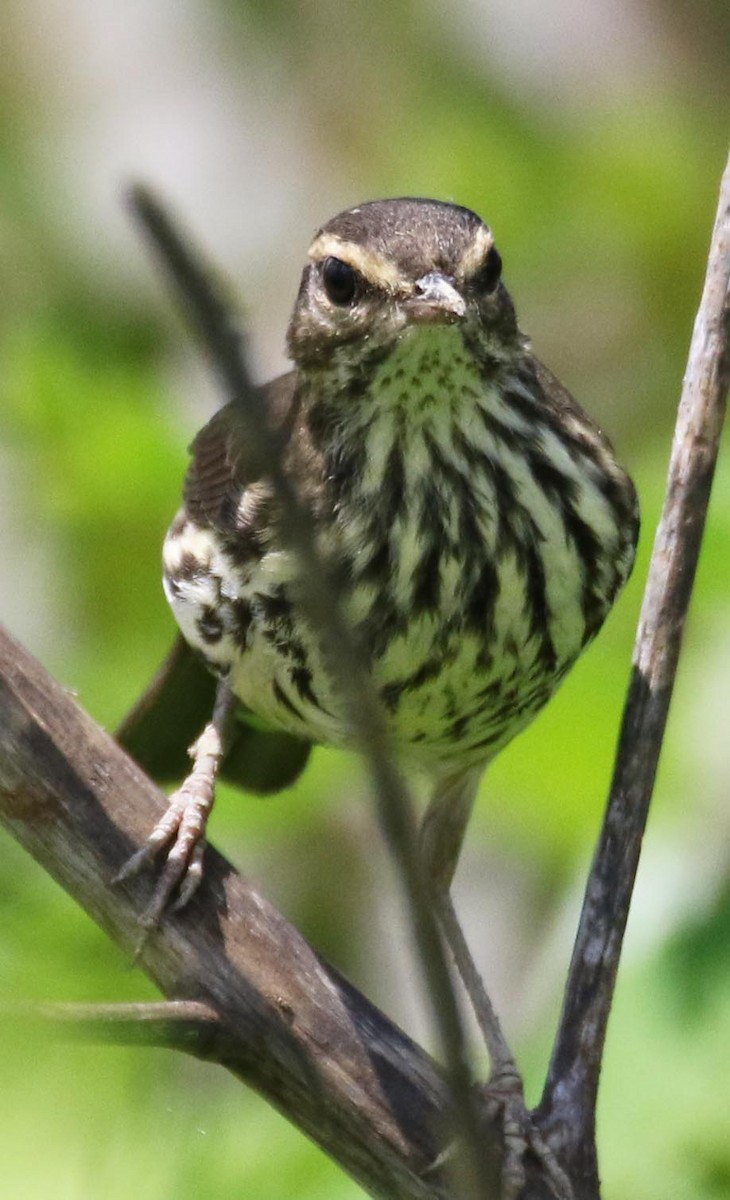 Northern Waterthrush - ML252488591