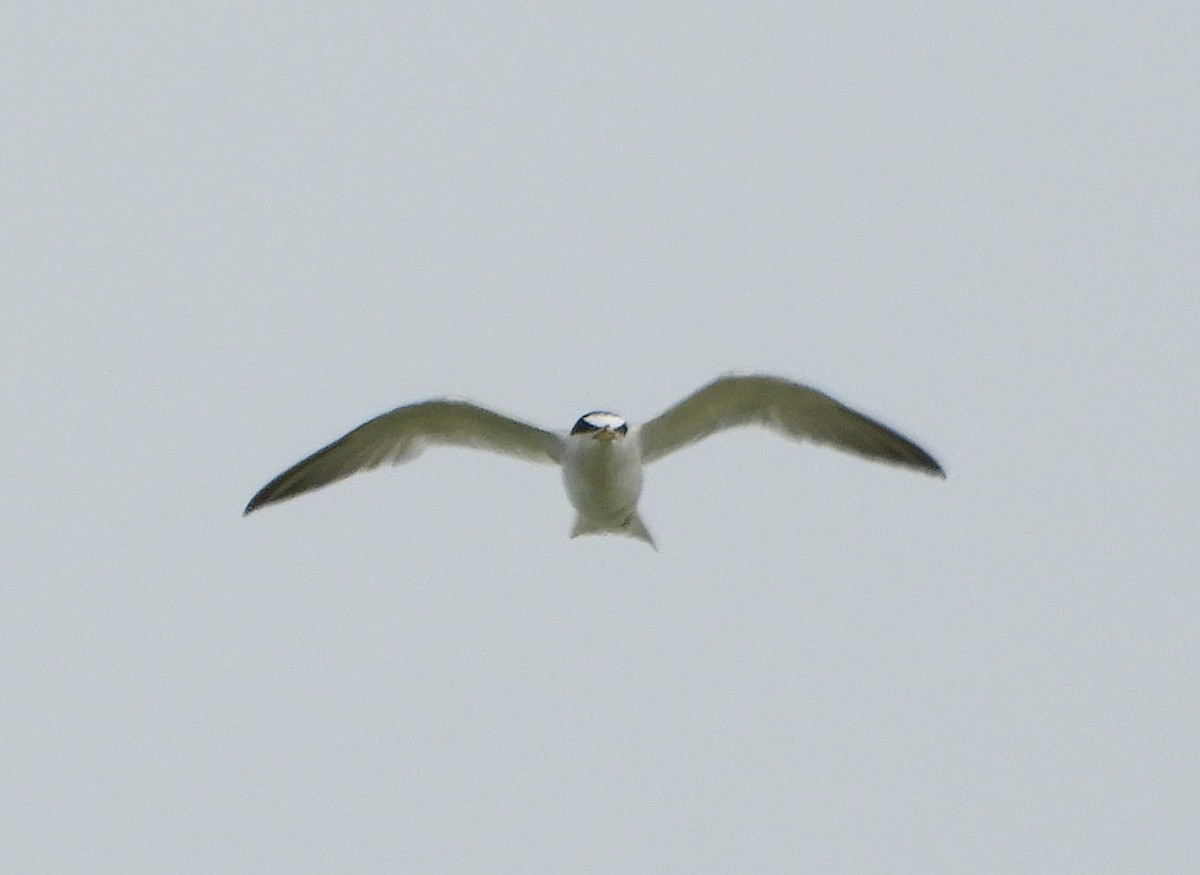 Least Tern - ML252491671