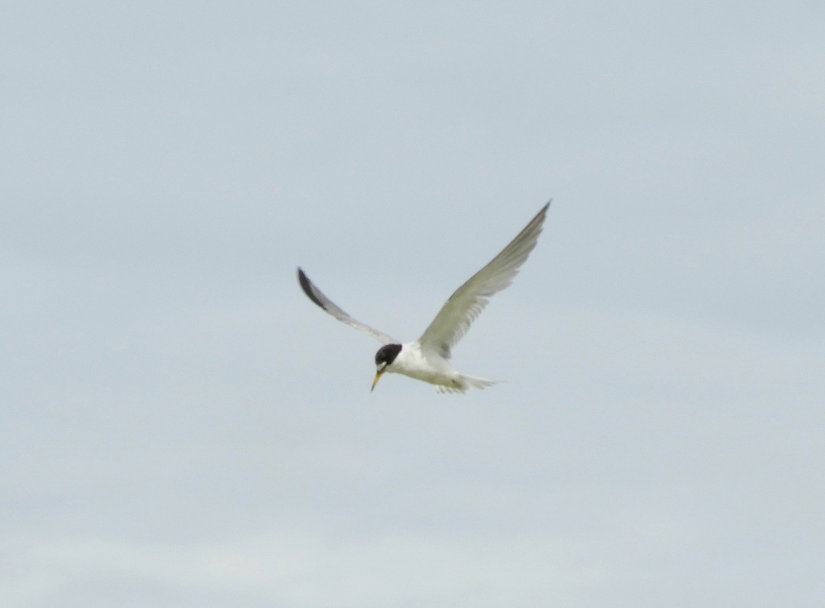 Least Tern - ML252491731