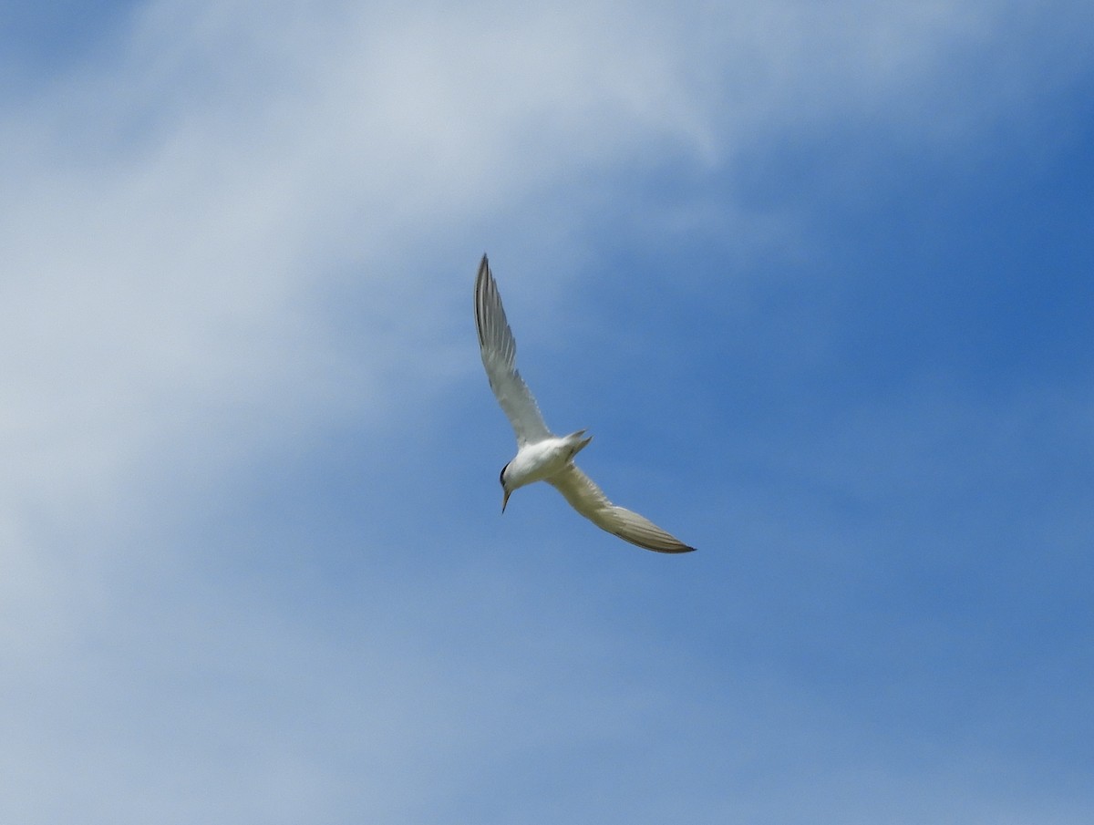 Least Tern - Joe Neal