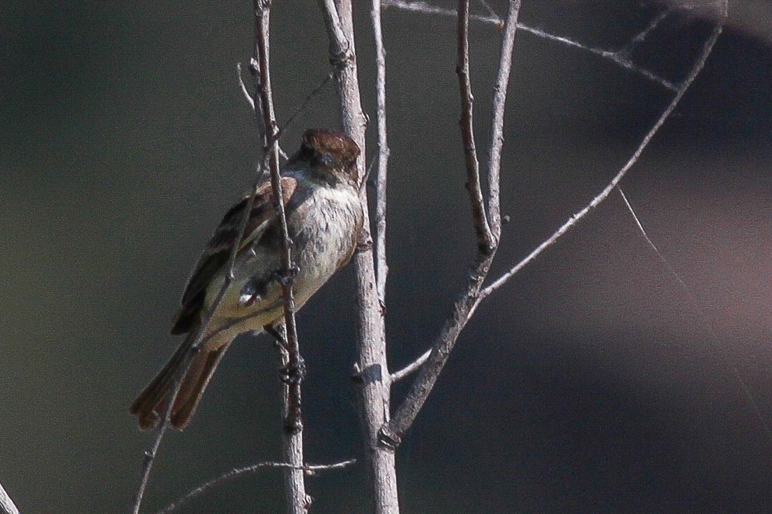 Eastern Phoebe - ML252492191