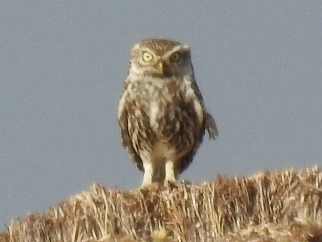 Little Owl - ML252492691