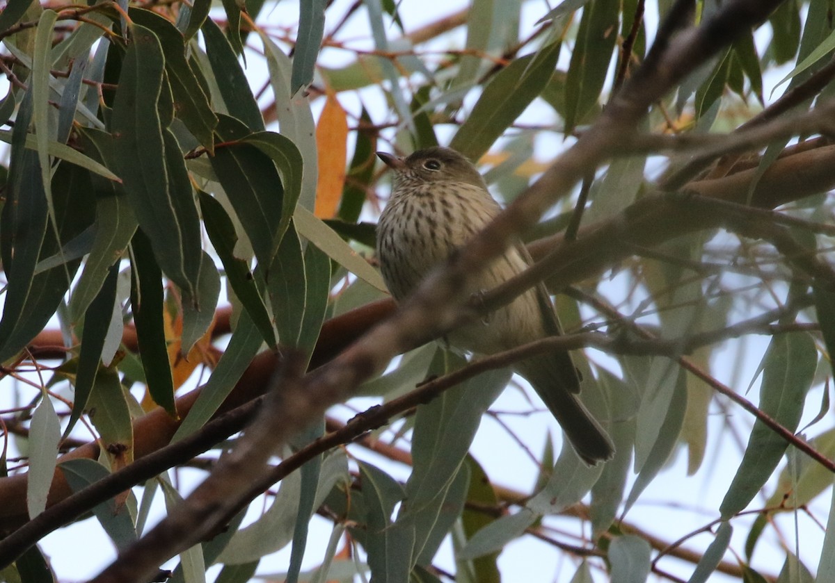 Rufous Whistler - David Ongley