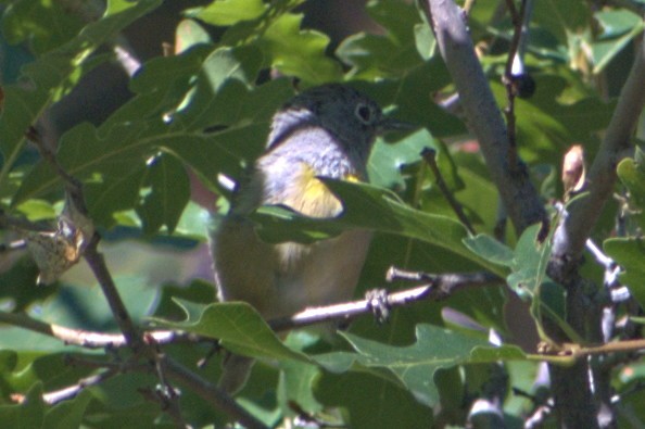 Virginia's Warbler - ML252496881