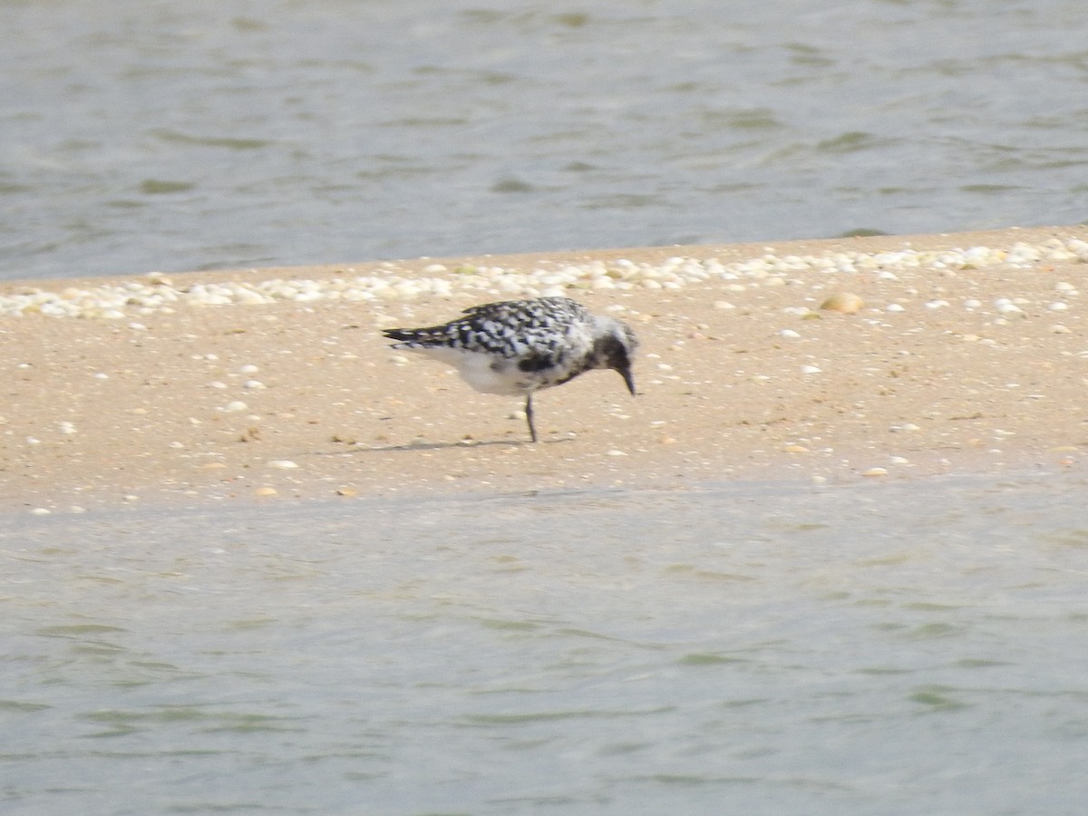 Black-bellied Plover - ML252497821