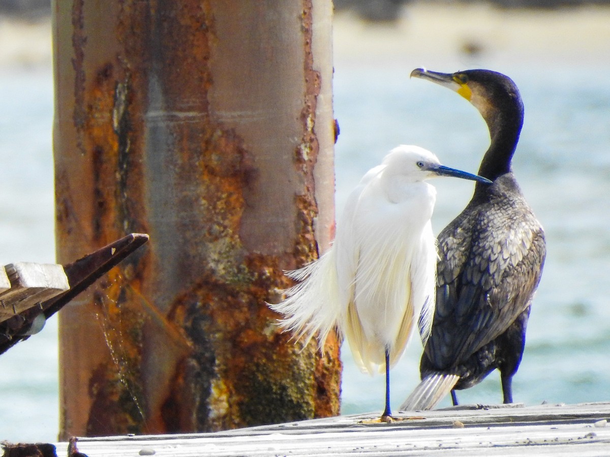 Little Egret - ML252498131