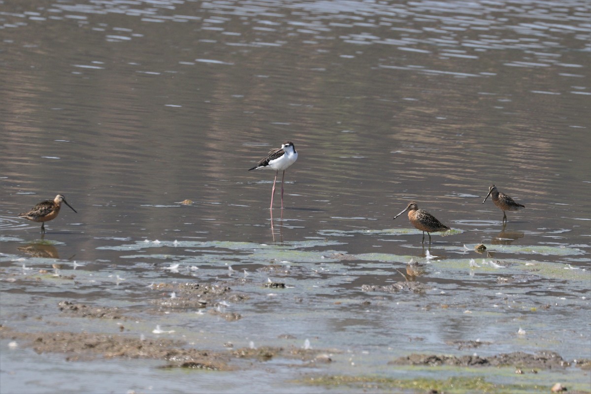 Black-necked Stilt - ML252498191