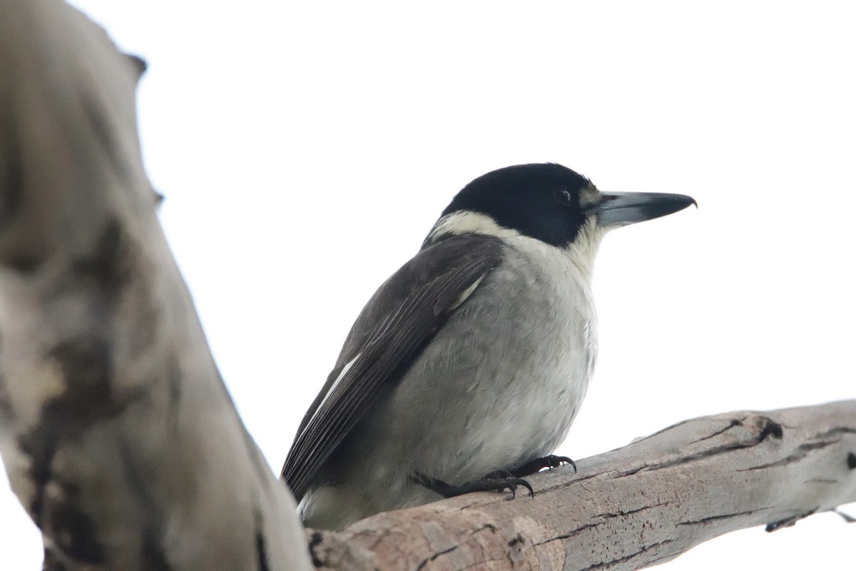 Gray Butcherbird - Ken Crawley