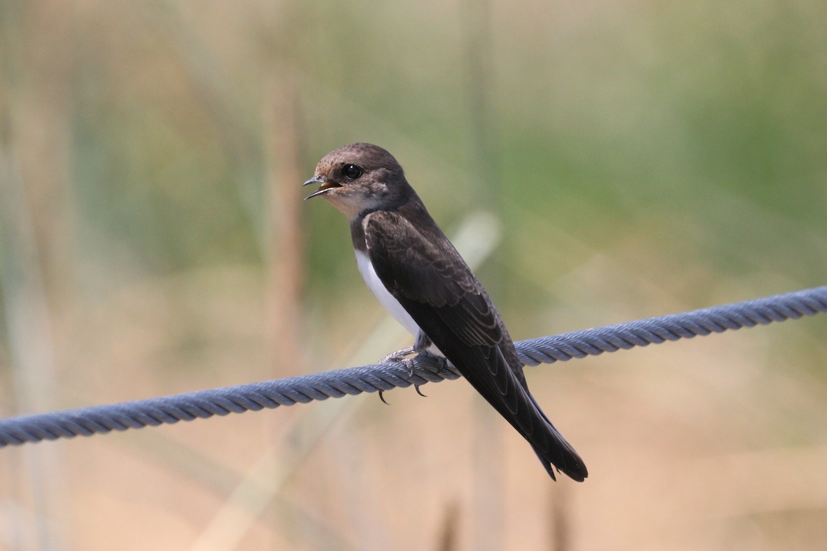 Bank Swallow - Chuck Gates