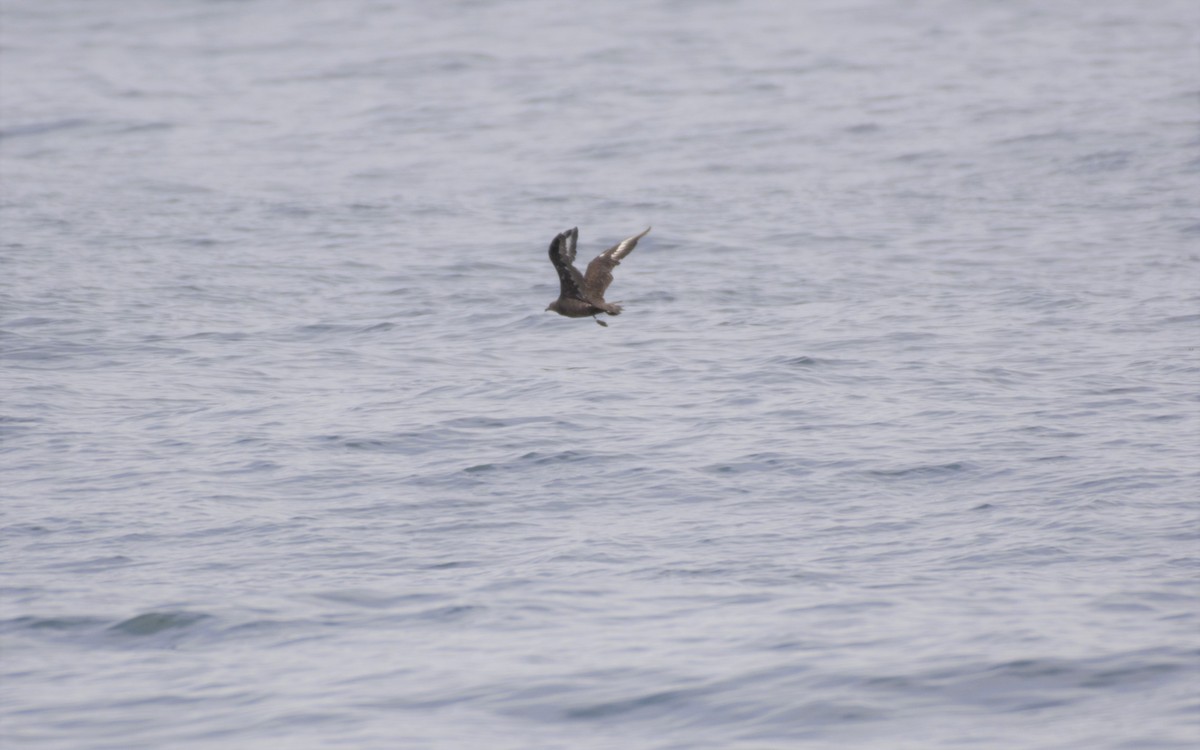 South Polar Skua - ML252501241