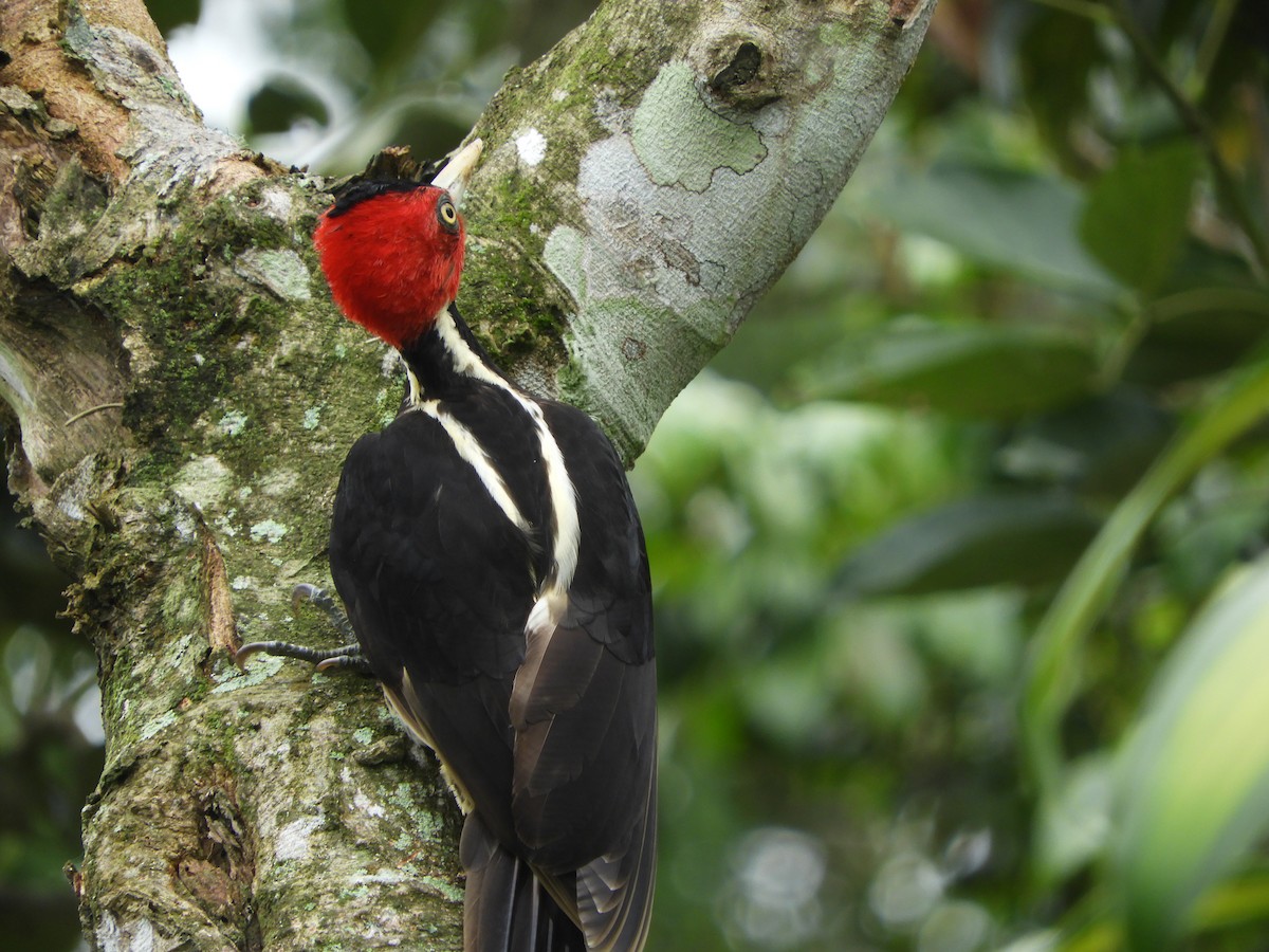 Pale-billed Woodpecker - ML252501431