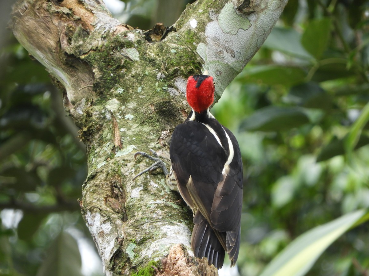 Pale-billed Woodpecker - ML252501451
