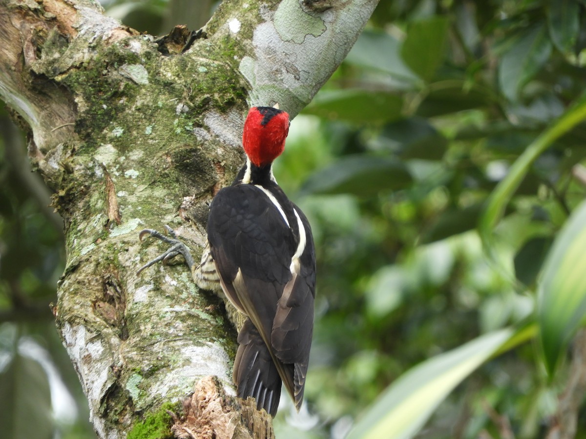 Pale-billed Woodpecker - ML252501491