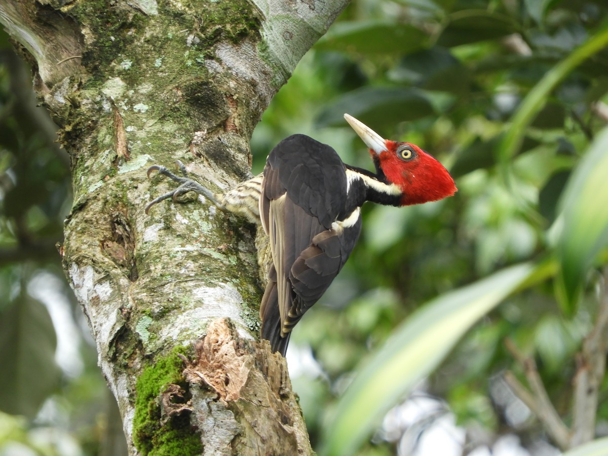 Pale-billed Woodpecker - ML252501501