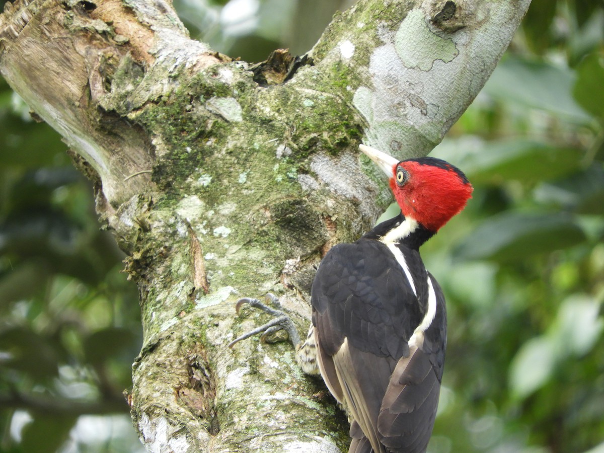 Pale-billed Woodpecker - ML252501511