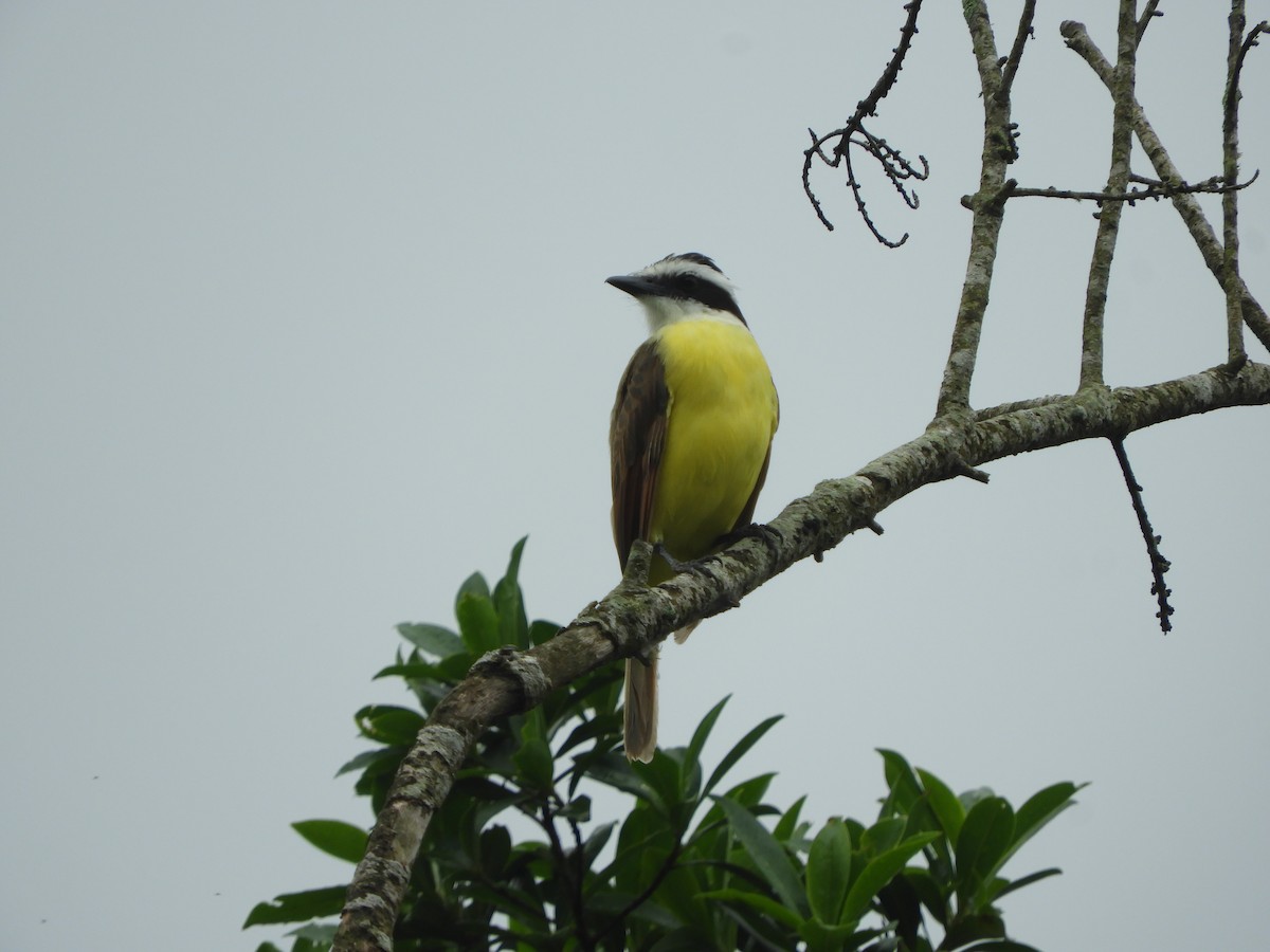 Great Kiskadee - ML252501751