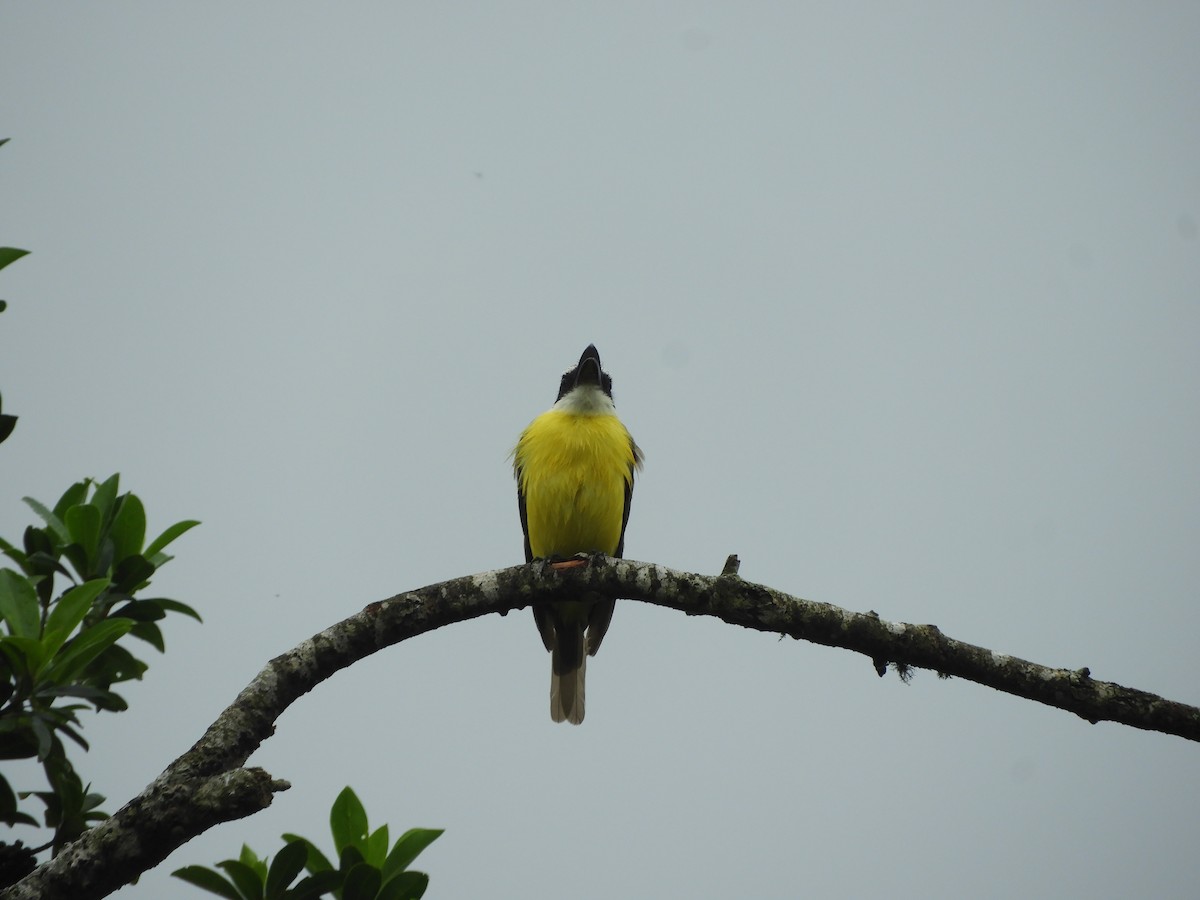 Boat-billed Flycatcher - ML252501851