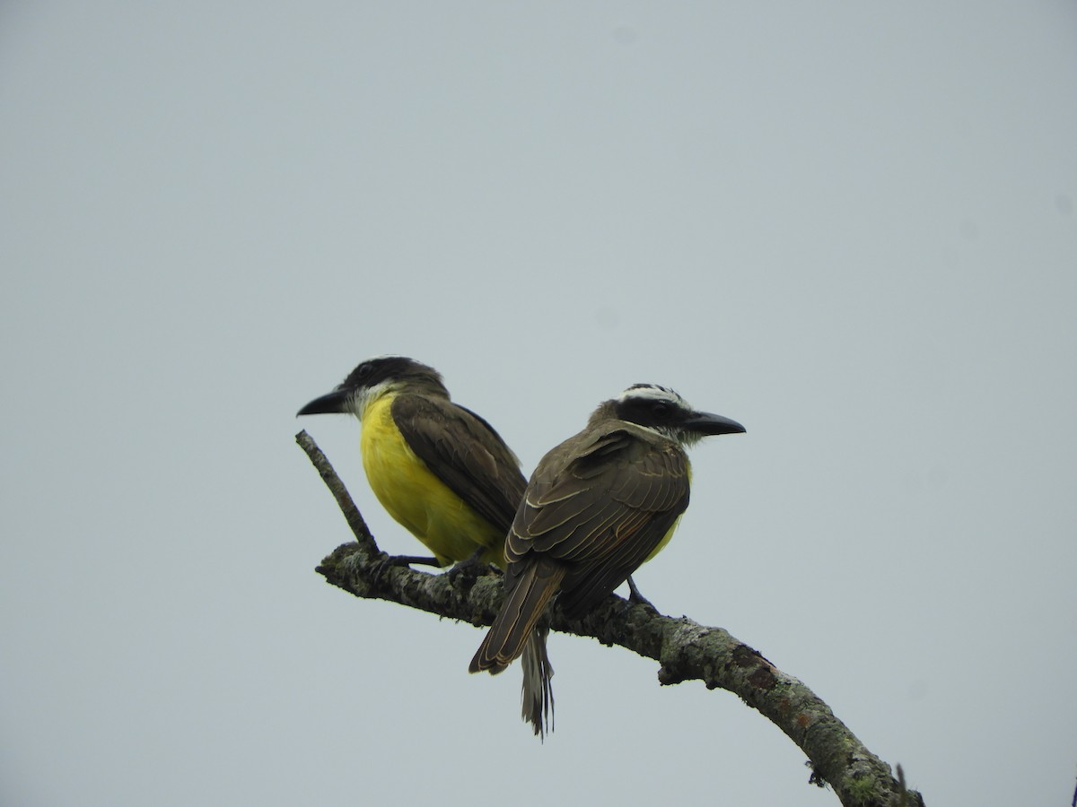 Boat-billed Flycatcher - ML252501871