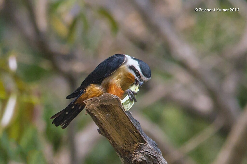 Collared Falconet - ML25250201