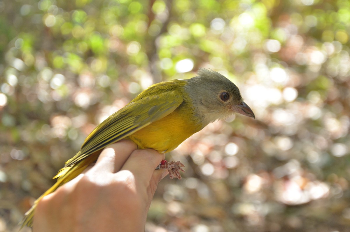 Gray-headed Tanager (Gray-headed) - ML252502231