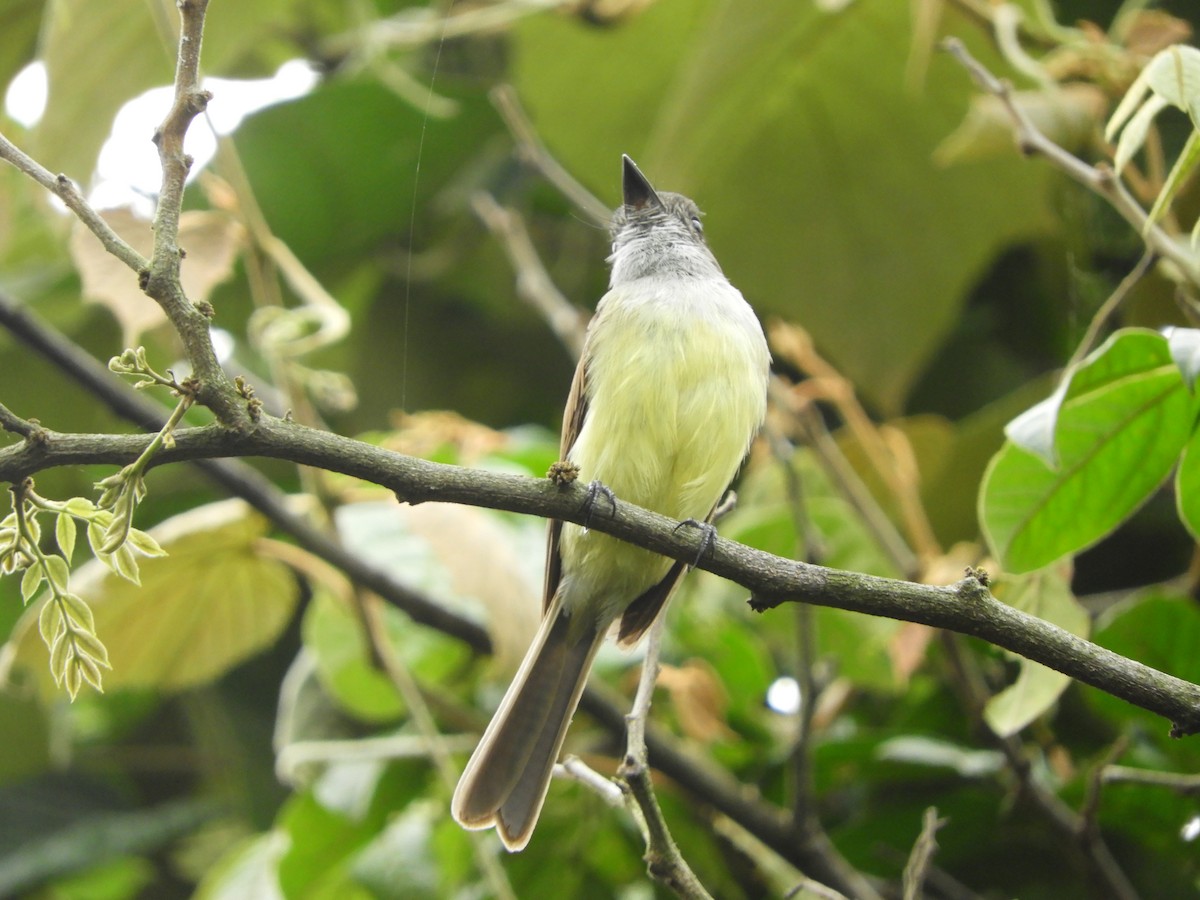 Dusky-capped Flycatcher - ML252502441