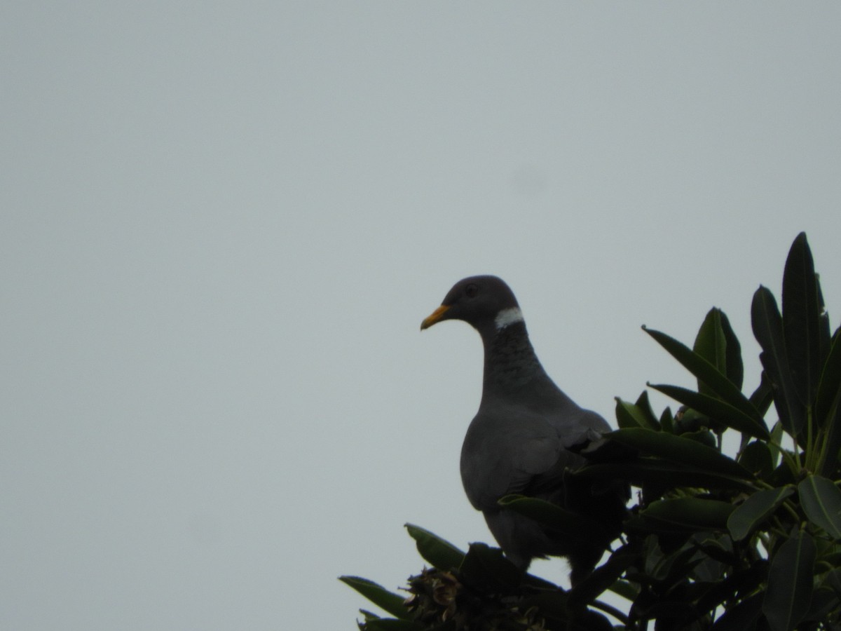 Band-tailed Pigeon - ML252502651