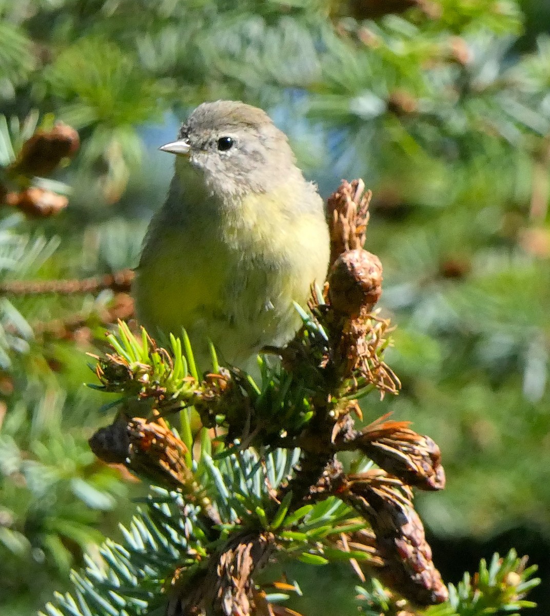 new world warbler sp. - ML252502771