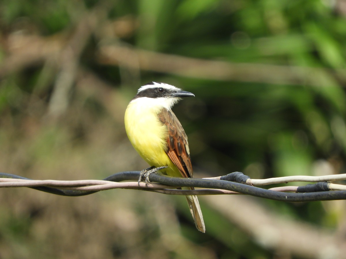 Great Kiskadee - ML252503541