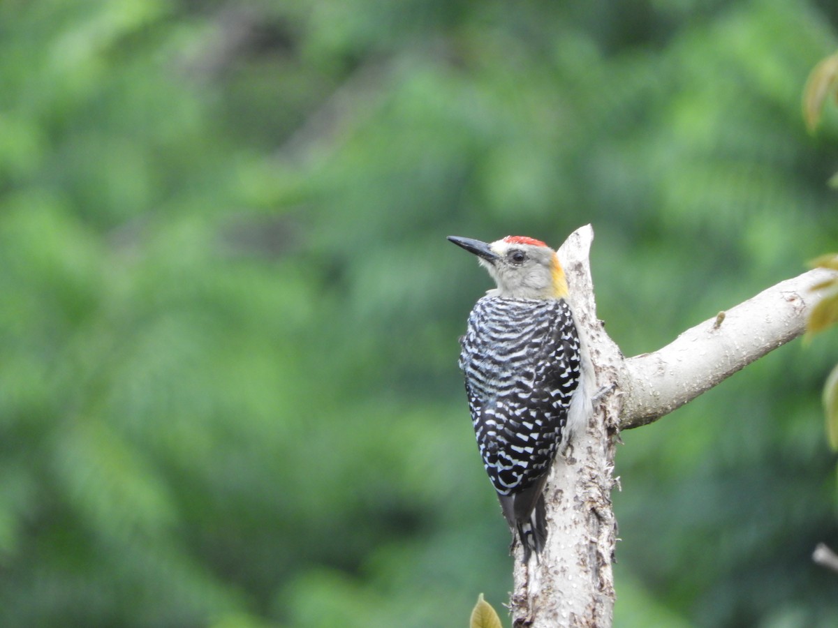 Hoffmann's Woodpecker - ML252503771