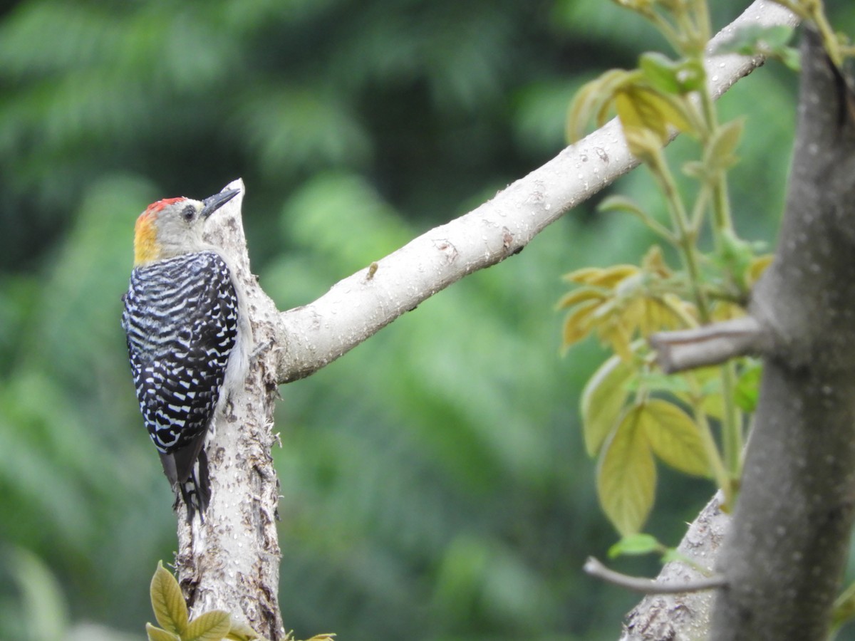 Hoffmann's Woodpecker - ML252503901