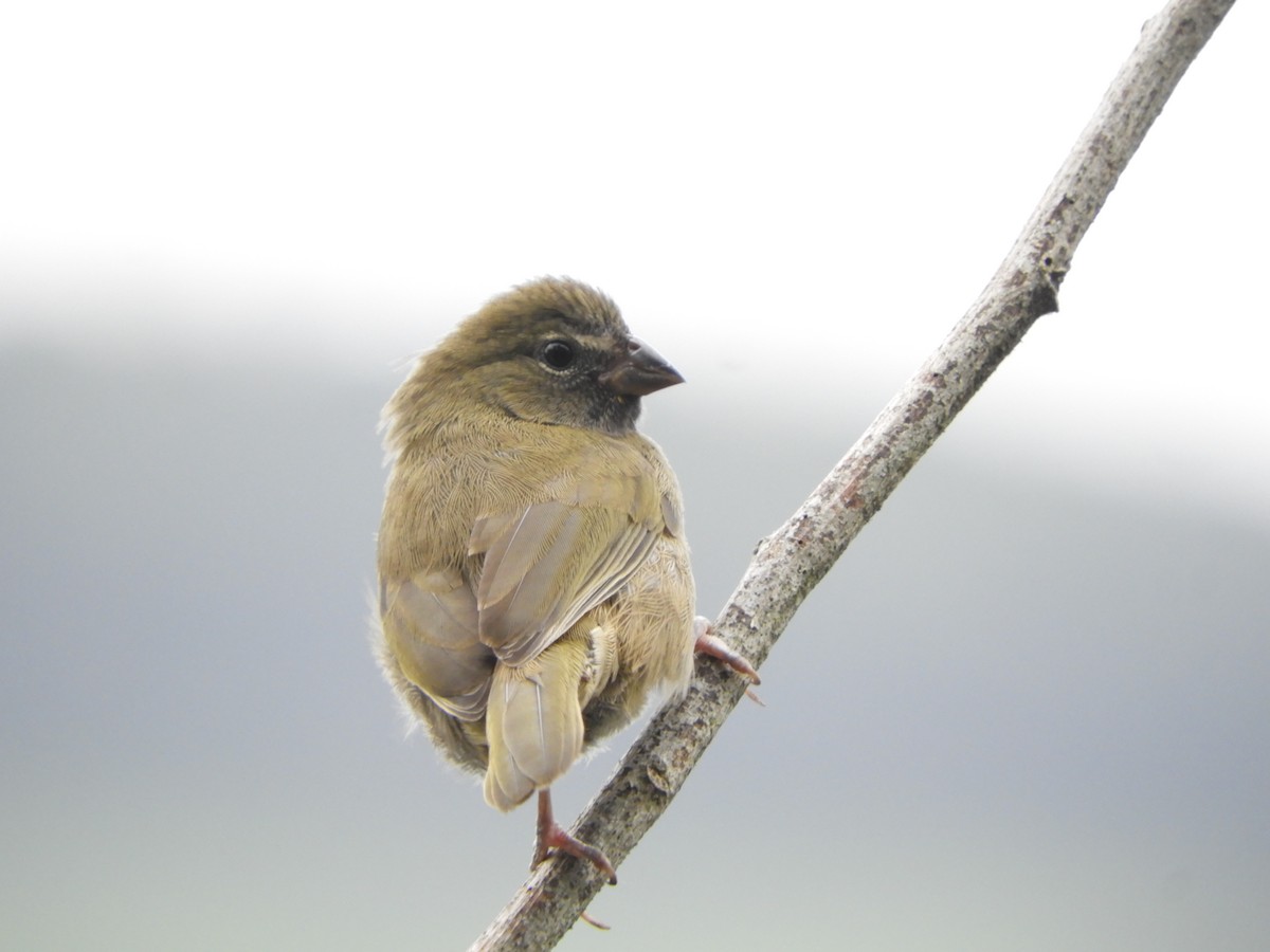 Yellow-faced Grassquit - ML252503931