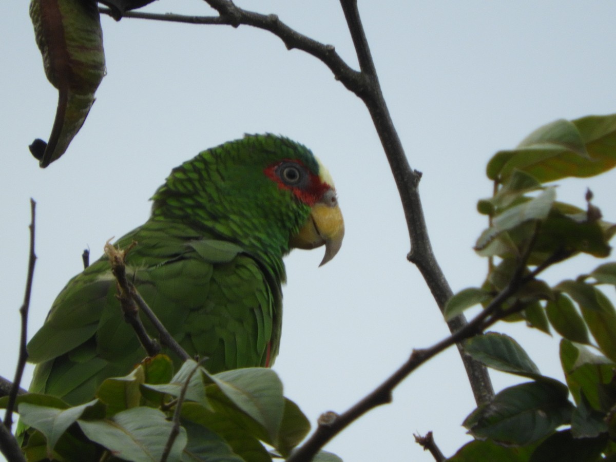 White-fronted Parrot - ML252504061