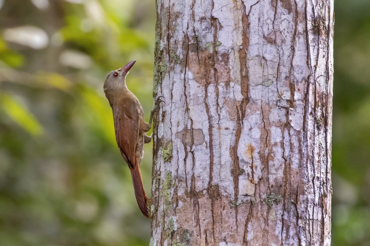 Uniform Woodcreeper (Brigida's) - ML252504311