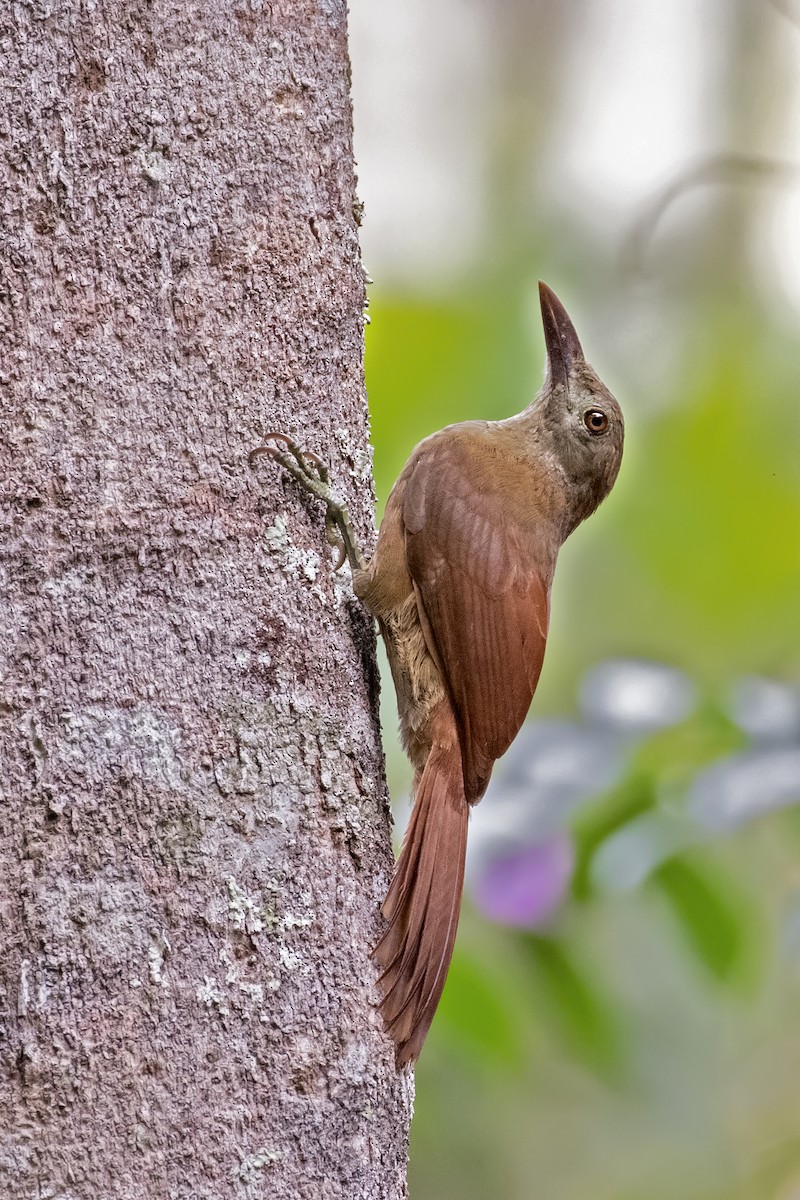 Uniform Woodcreeper (Brigida's) - ML252504611