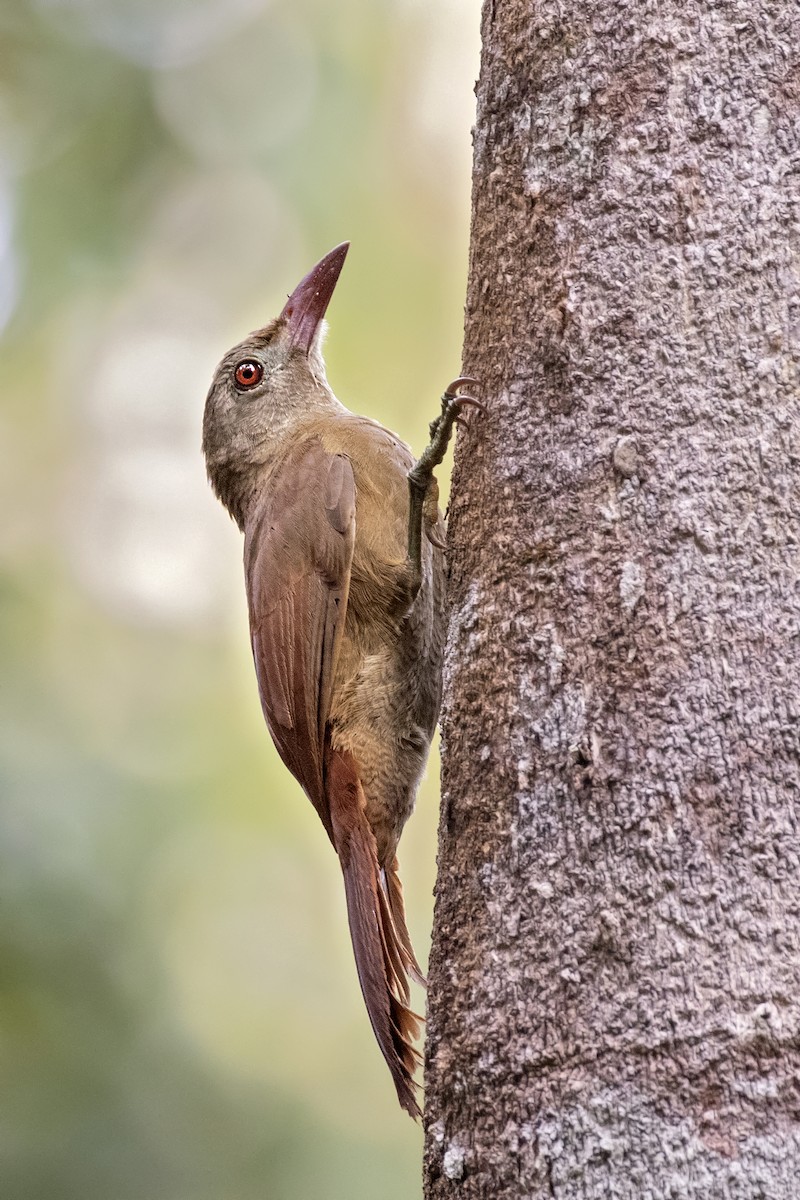 Uniform Woodcreeper (Brigida's) - Caio Brito