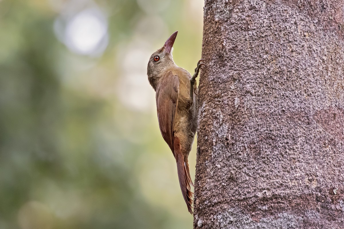 Uniform Woodcreeper (Brigida's) - ML252504631