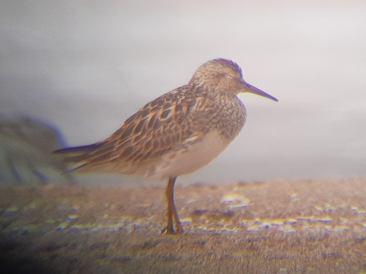Pectoral Sandpiper - ML252505141