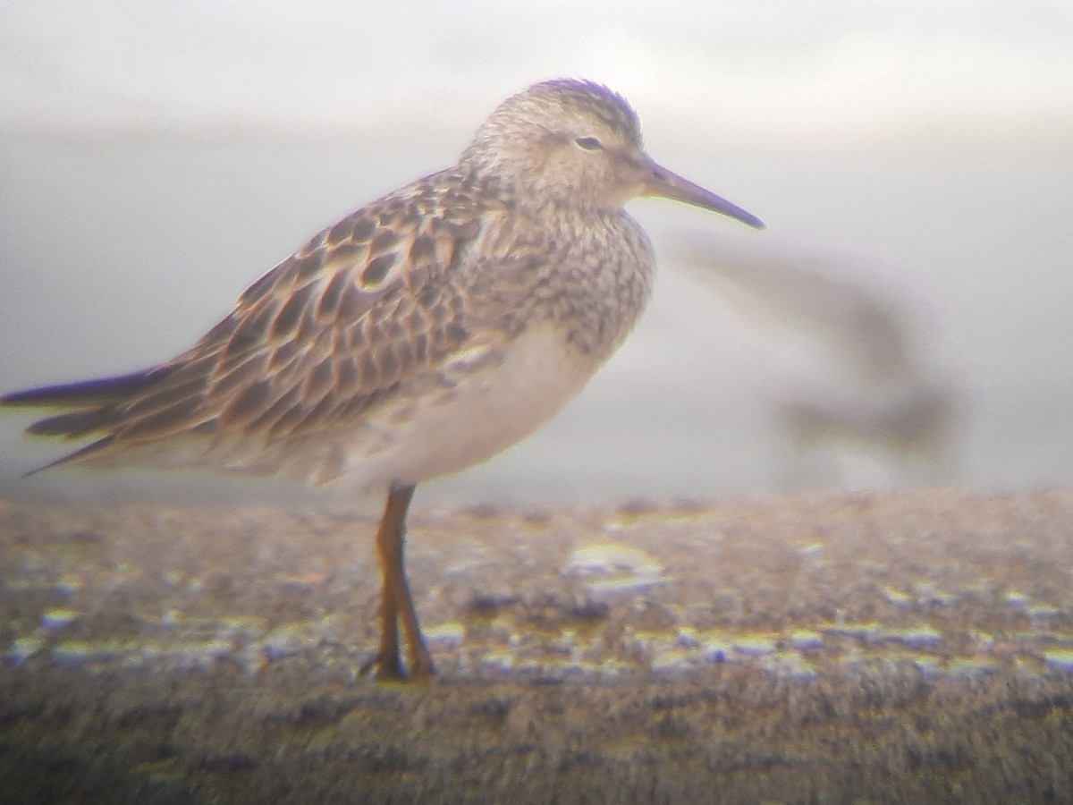 Pectoral Sandpiper - ML252505181
